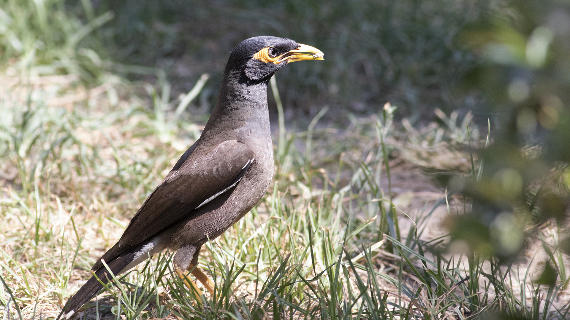 Common Myna